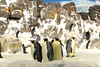 Penguins by Mike Saechang, on Flickr