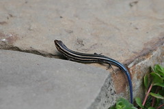 Stripped skink • <a style="font-size:0.8em;" href="http://www.flickr.com/photos/30765416@N06/4529222456/" target="_blank">View on Flickr</a>