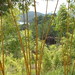04. Bambou tronc jaune