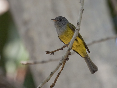 Grey-headed Canary Flycatcher - Culicicapa ceylonensis