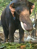 Im Elefantenpark (Guruvayur) - Schaut so aus als würde er grade niesen • <a style="font-size:0.8em;" href="http://www.flickr.com/photos/7955046@N02/4416709830/" target="_blank">View on Flickr</a>