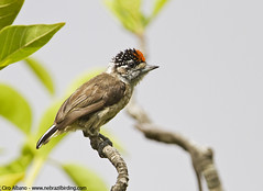 Ochraceous Piculet - Picumnus limae