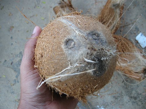 How to Husk a Coconut