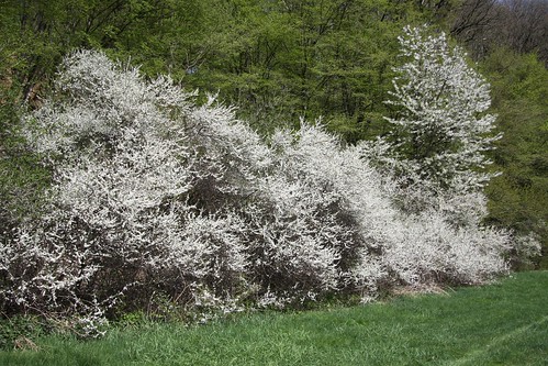 Photo: Prunus spinosa