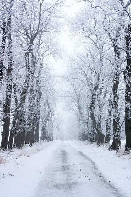 Winter avenue