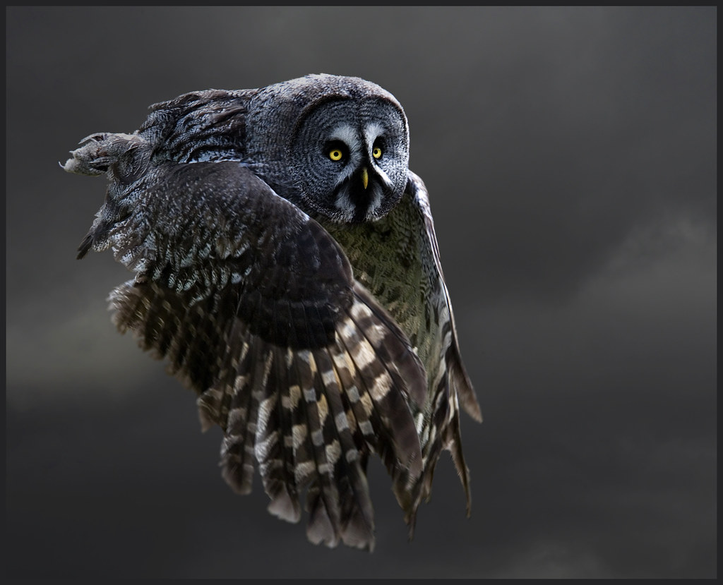 Grey grey owl takes to the sky