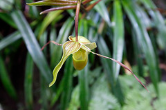 baudchon-baluchon-mindo-orchidees-2