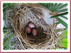 12 days later, another egg was added to the prior abandoned ones by the Pycnonotus goiavier (Yellow-vented Bulbul)
