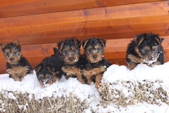 Puppies in the snow