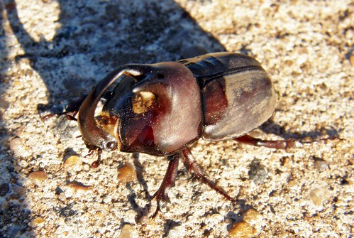 escarabajo 2