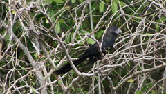 Unknown Blackbird • <a style="font-size:0.8em;" href="http://www.flickr.com/photos/30765416@N06/4520912338/" target="_blank">View on Flickr</a>