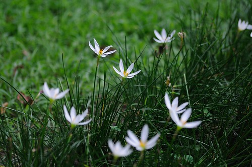 蔥蘭 Zephyranthes Lily