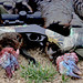 John Vaca of Bushnell’s First Gobblers with CVA Muzzleloders 03