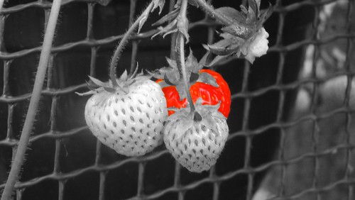 Strawberry-Altered