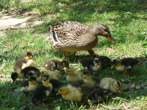 ducklings close up.