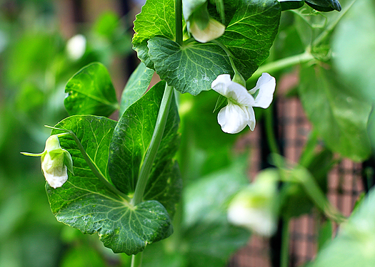 Close up view of snow pea flowers. 