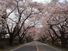 吉祥寺の桜並木。