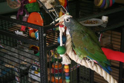 Pionus Bird Cage Setups: Cage Options for your Pionus Parrot | Discount ...