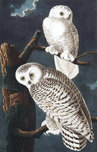 owl print Bryn Alexander