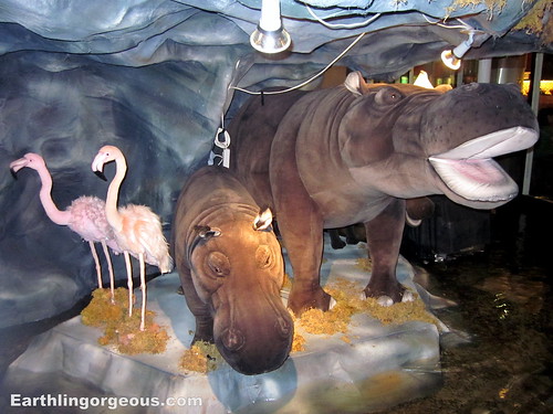 Hippopotamus at SkyGarden Safari Adventure
