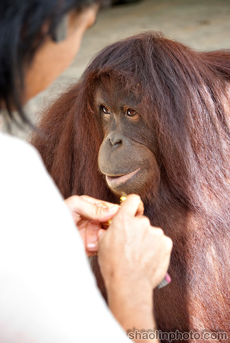 Patient Orangutan