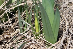 plot 015 daffodil bud
