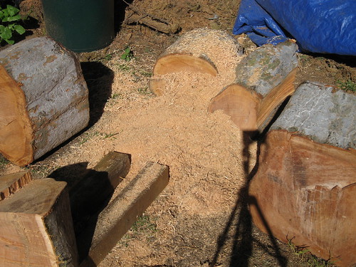 cutting work begins on the Chinese elm logs