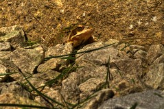 Mr Froggy (HDR)