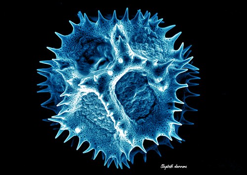 Microscopic view of a pollen particle