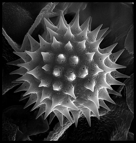 Microscopic look at pollen