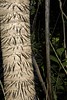 Barbados - Macaw Palm trunk [Dsc_5212]