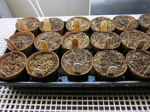 seed experiment 2010