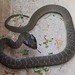 Herald Snake - Crotaphopeltis hotamboeia 1e