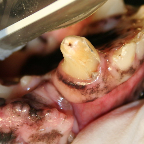 Canine Tooth Slab Fracture