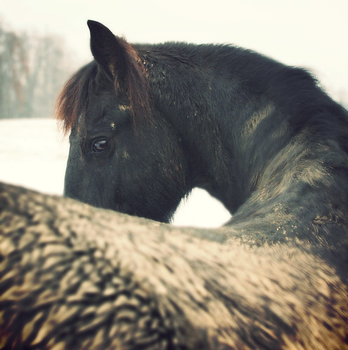 Хочу быть лошадью. Хочу коня. Что хочется лошадке. Хочу себе лошадку.