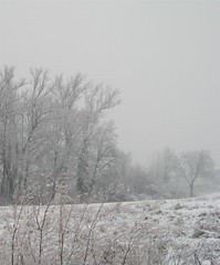 neve, 5,02,010, 3