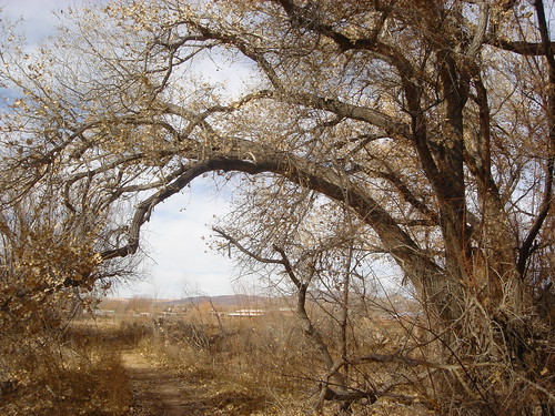 Cottonwood on the Bosque