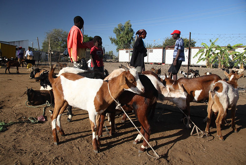 Livestock sellers in Mozambique