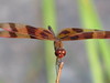 Brown Dragon Fly
