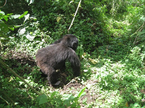 An adolescent gorilla 