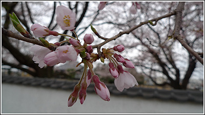2010年4月の桜