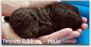 Brown Ribbon - Male Australian Labradoodle Puppy
