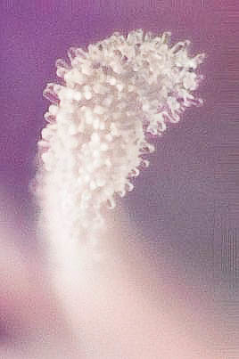 Claytonia sibirica - Candyflower
