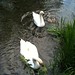 Swans on the river at Eastleach