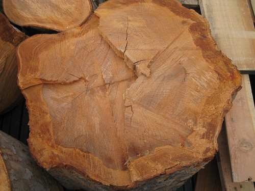 Chinese elm log with checking