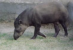 South American Tapir (Tapirus terrestris) TAPIR COMÚN ~ Original = (3682 x 2542)