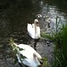 Eastleach Swans