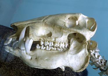 skull of SOUTHERN COLLARED PECCARY ..............(Dicotyles tajacu tajacu) cráneo de Pecarí de collar austral ~ Original = (2846 x 2003)
