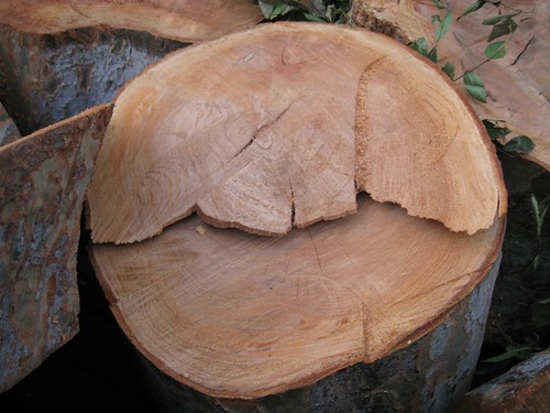 Chinese elm log with poor excuse for a bucking job