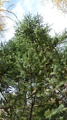 Anglų lietuvių žodynas. Žodis coniferous tree reiškia spygliuočių medžių lietuviškai.